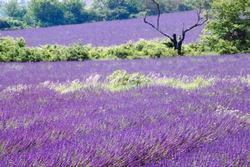 Lavendel