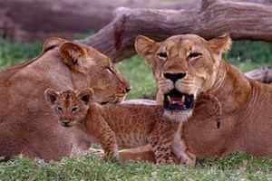lions, Selous, Zanzibar