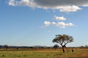 Kilimanjaro, Aafrika, Tansaania, Sansibar, maraton, sport, Estravel, Aventura
