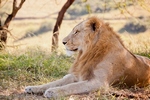 Tansaania, Aafrika, loodusreis, safari, safarireis, G Adventures, Estravel