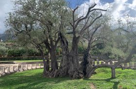 Vana oliivipuu, Montenegro