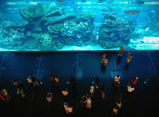 Dubai ostukeskuse akvaarium