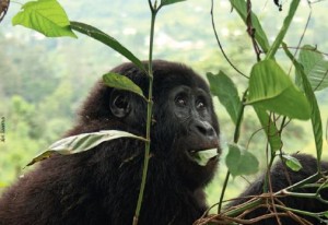 Bwindi rahvuspark Ugandas