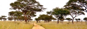 Murchison Fallsi rahvuspark Ugandas