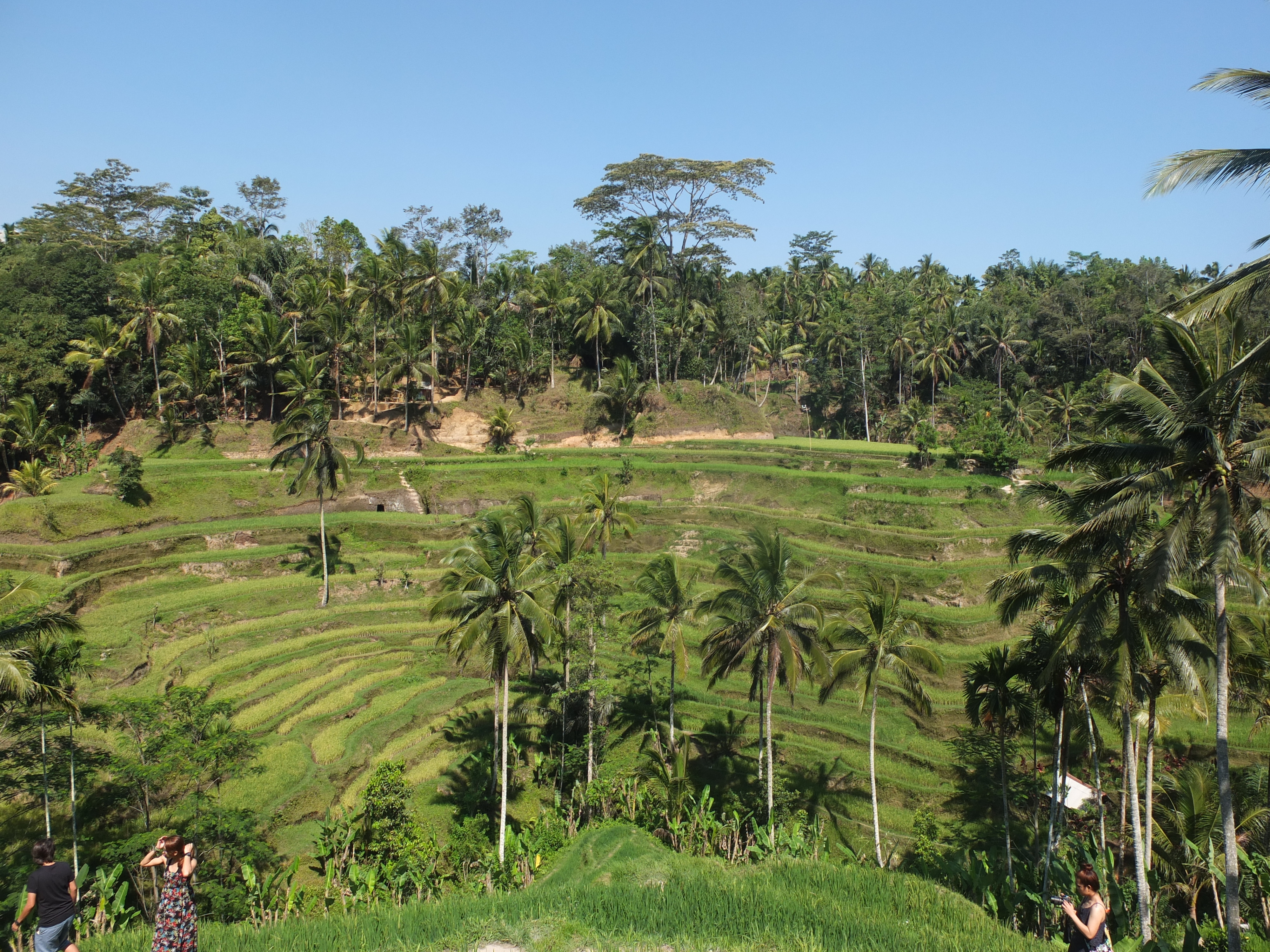 10 soovitust: BALI | Bali, Outdoor, Farmland