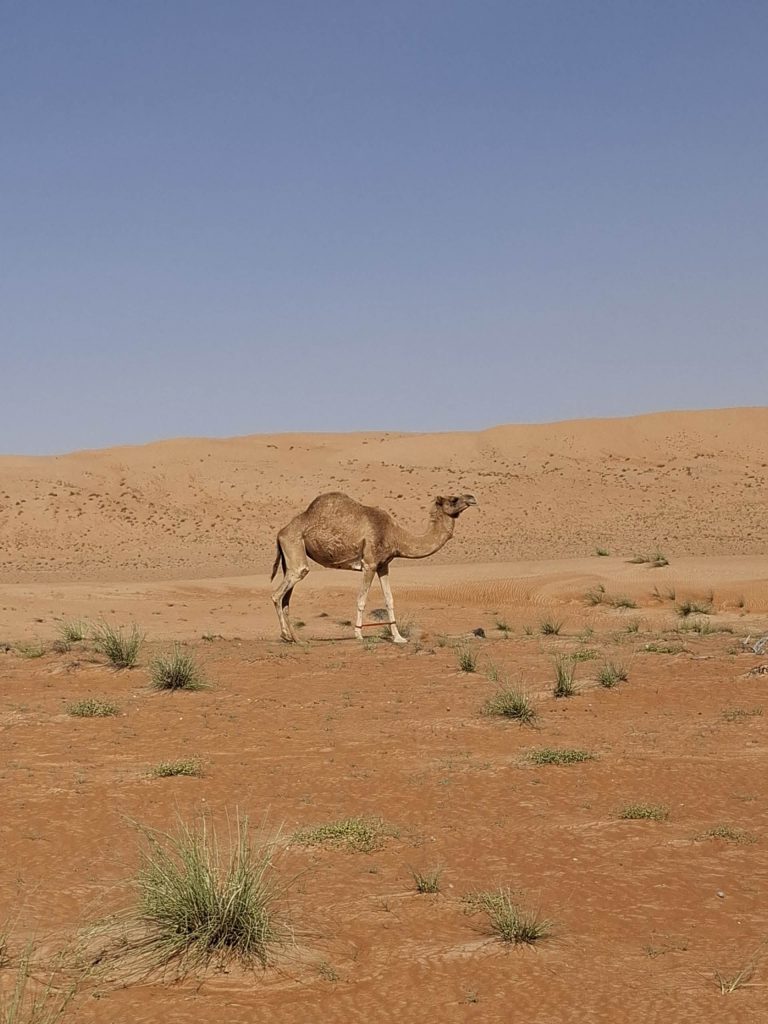Wahiba Sand kõrb