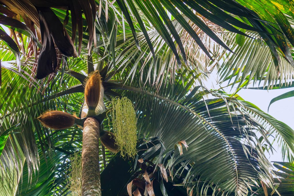 Praslin, Vallee de Mai erinevad palmiliigid