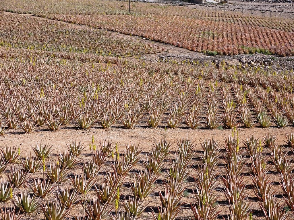 Aaloe farm