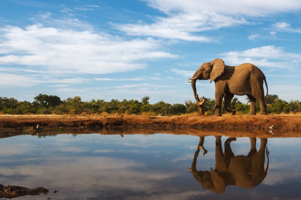 elevant, Botswana