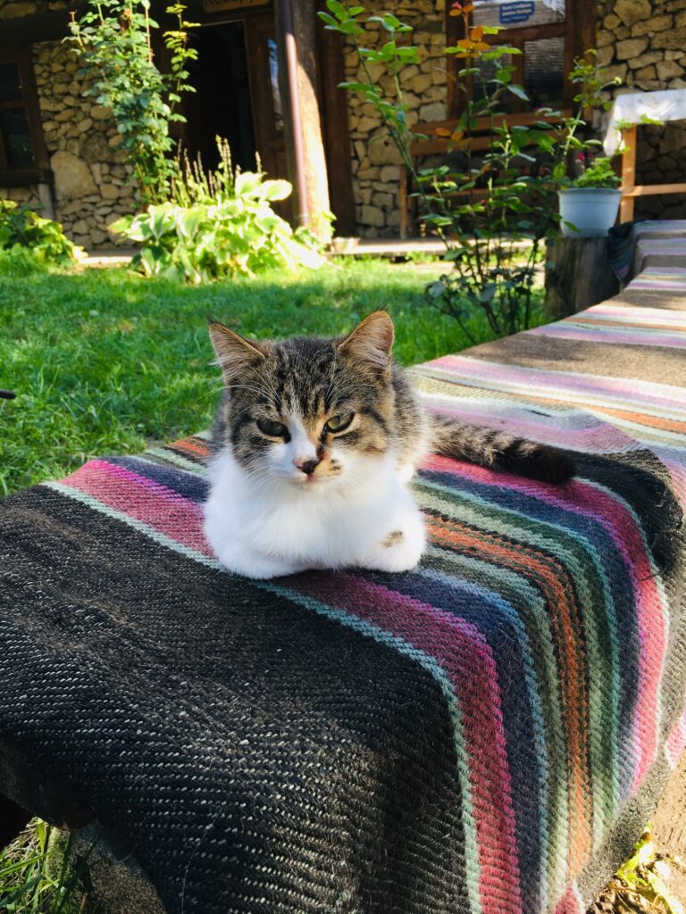 Eco-Resort külalistemaja üks asukas