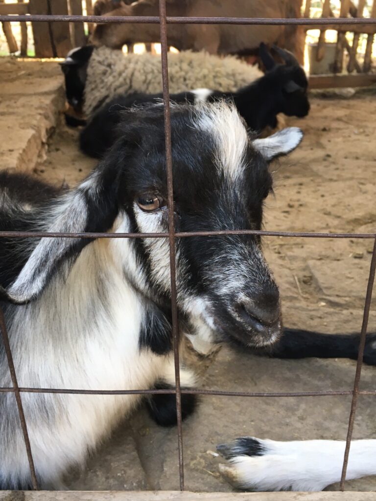 Eco-Resort külalistemaja teine asukas