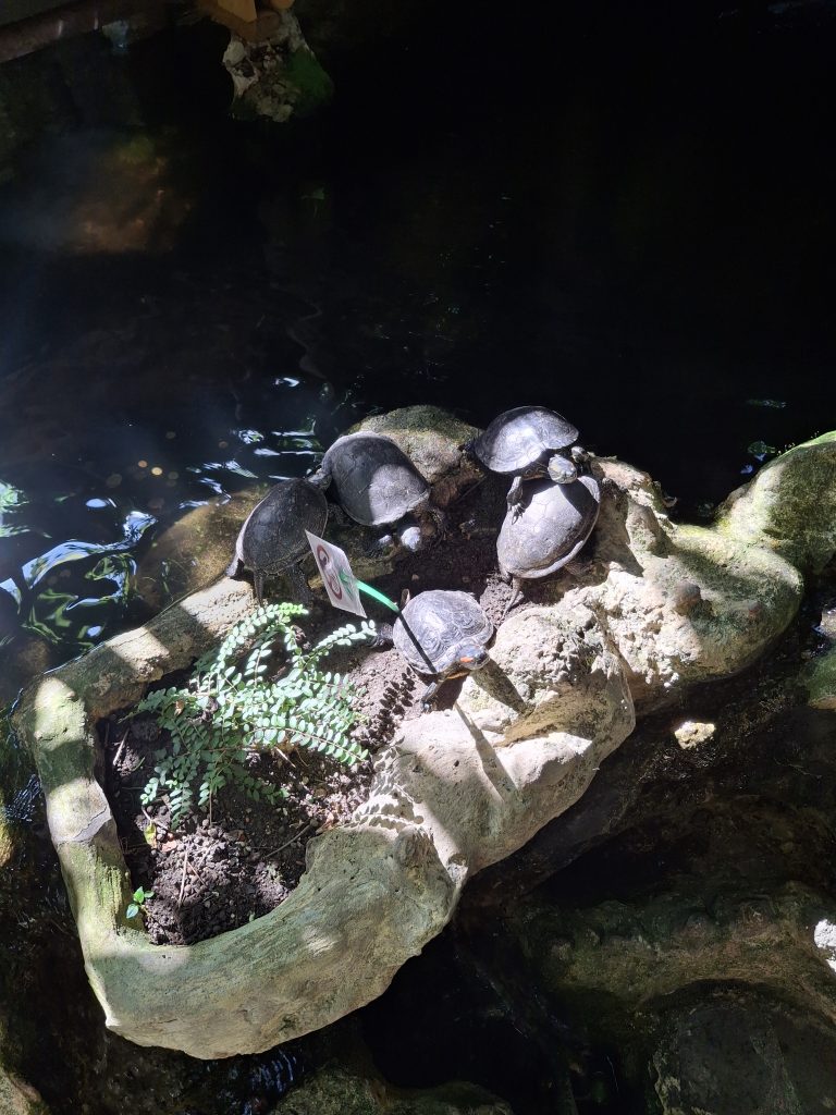 Koopa baari kilpkonnad