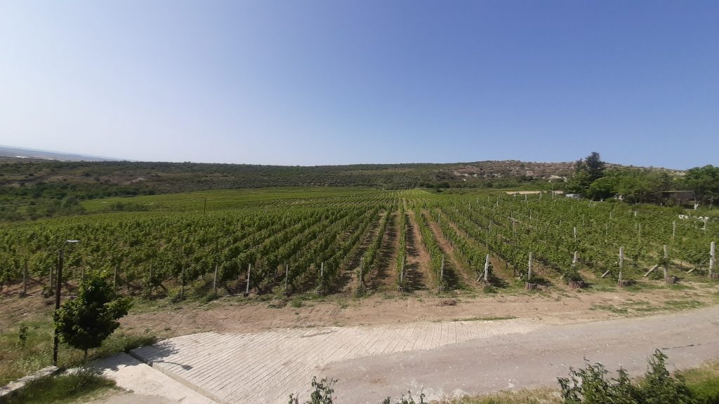 Albanica viinamarjaväljad