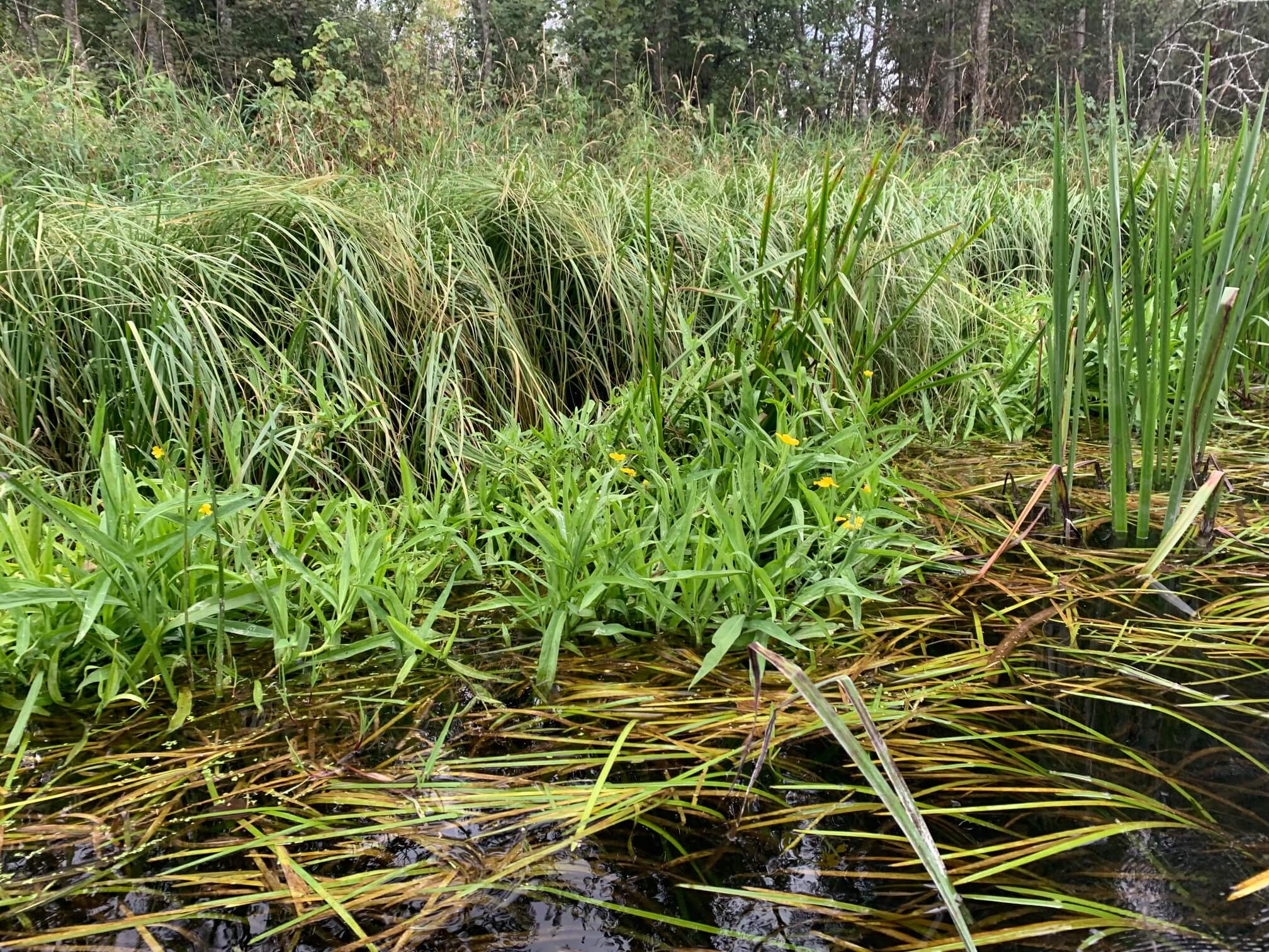Kayaking, canoeing, rafting – explore Estonian nature