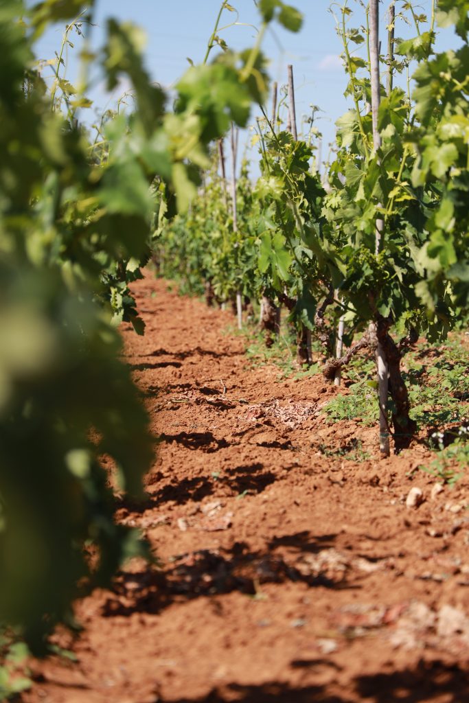 Tenuta Bastonaca, Sitsiilia