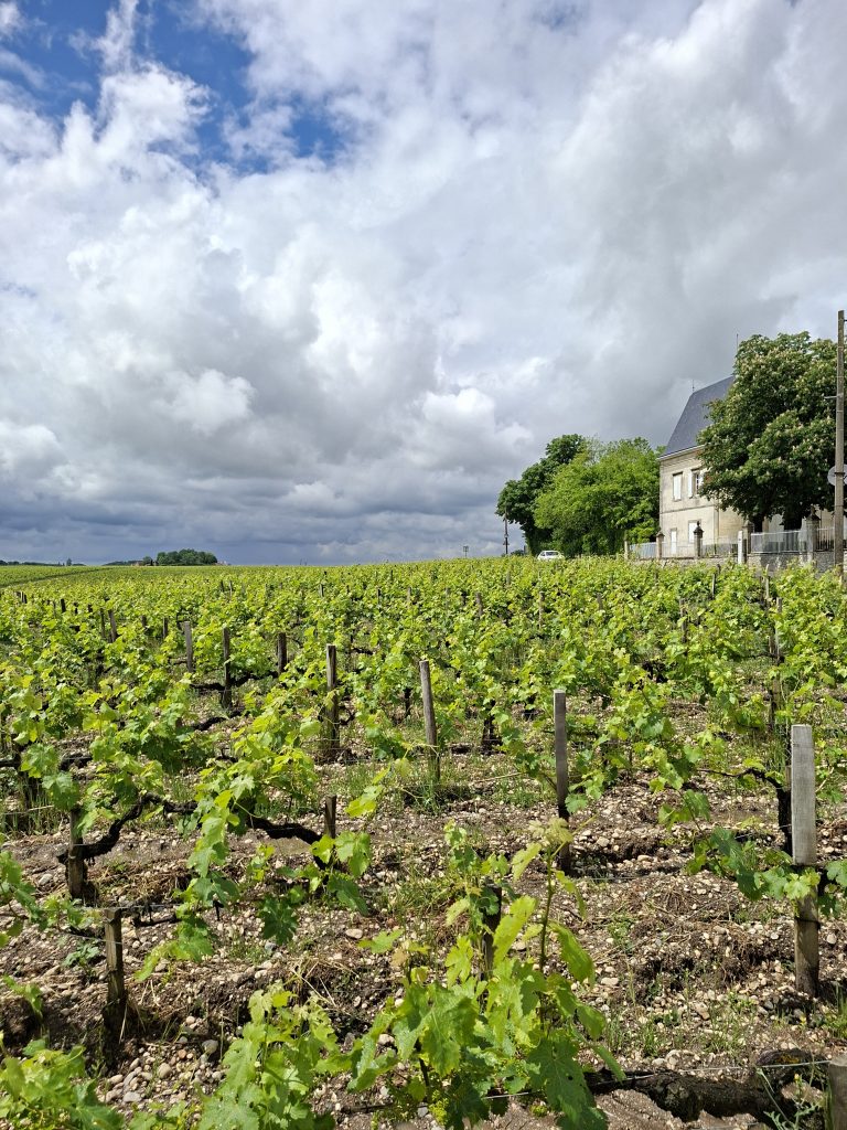Medoc piirkonnas