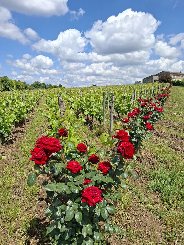 Veinimõis Ch. Balestard La Tonnelle St. Emilion