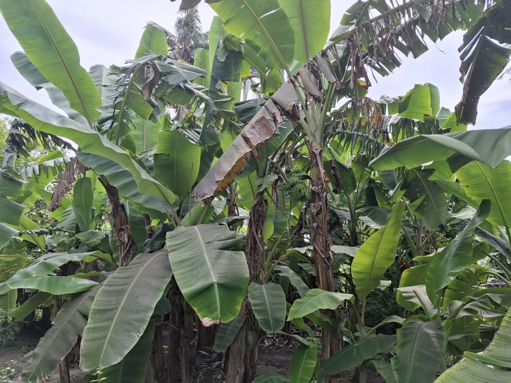 Banaani aeg Adaaran Hudhuran Fushi