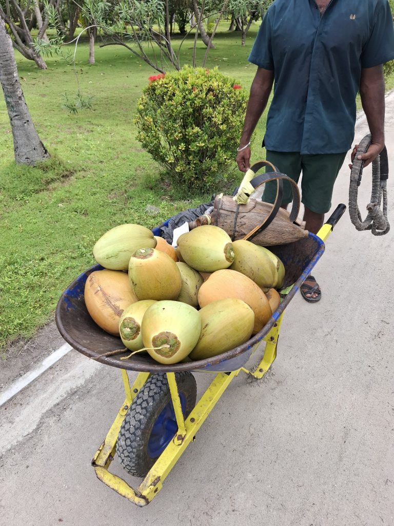 Kookos põllult kööki Adaaran Hudhuran Fushi