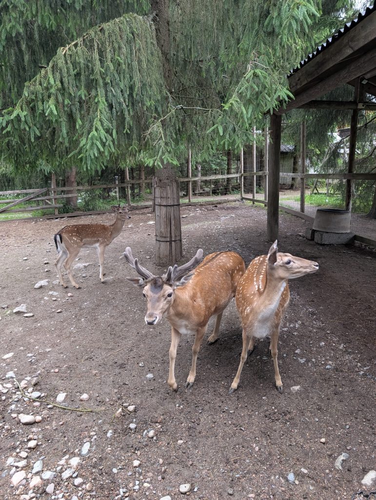 Moose Manor