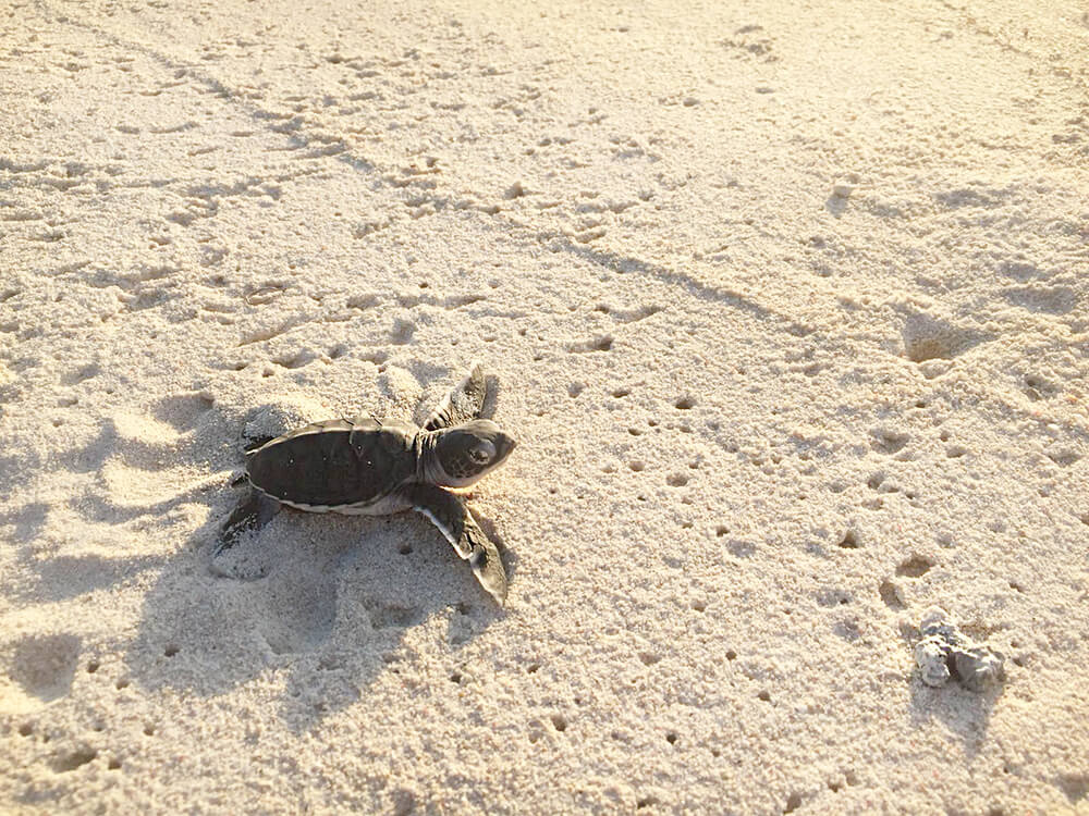 Thanda Island, Tansaania