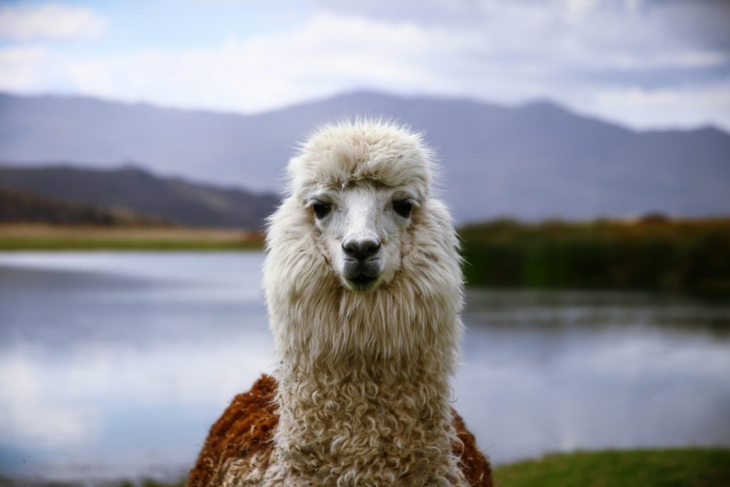 Laama, Peruu